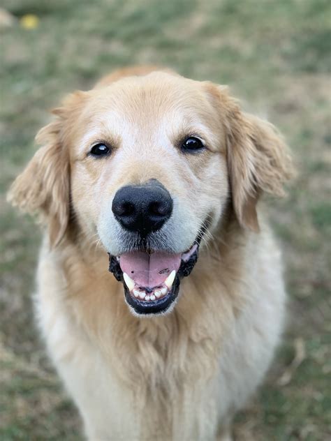 ゴールデンレトリバー：愛らしい大型犬