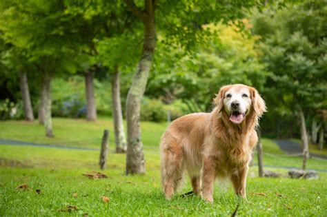 ゴールデンレトリバー：飼いやすさ徹底解説