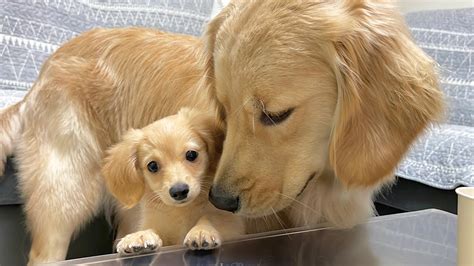 ゴールデンレトリバー 2 ヶ月：愛らしい子犬のケアとトレーニング