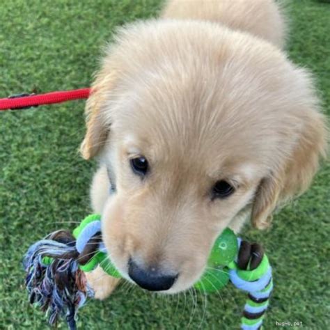 ゴールデンレトリバー3ヵ月の子犬の飼い方ガイド