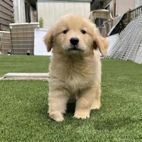 ゴールデンレトリバー6ヶ月: 子犬期の適切な飼育とトレーニングのガイド