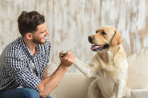 ゴールデン犬: 友好的で忠実な愛らしい仲間