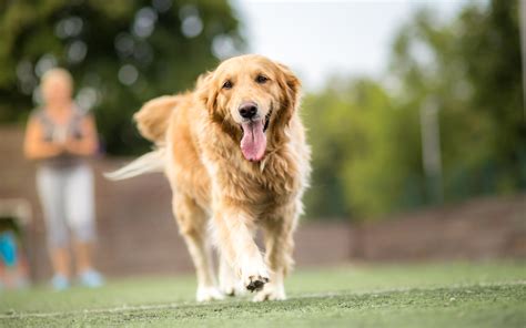 ゴールデン犬の起源と歴史