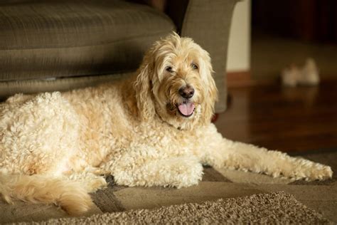 ゴールデン ドゥードル 寿命：愛犬と過ごすかけがえのない時間を最大限に引き出す