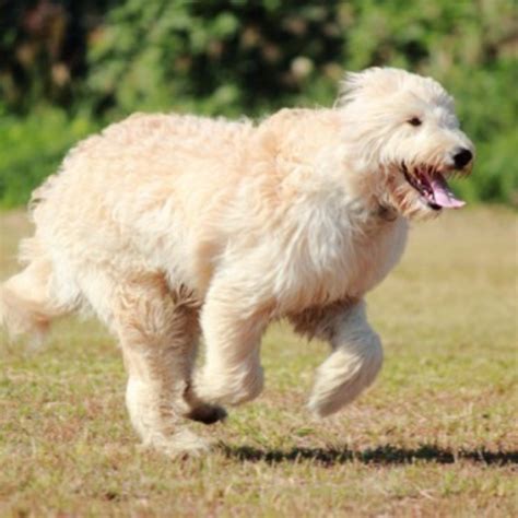 ゴールデン ドゥードル 寿命：愛犬と長く幸せに過ごすための秘訣