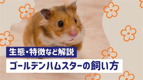 ゴールデン ブリーダーの完全ガイド：初心者から専門家まで