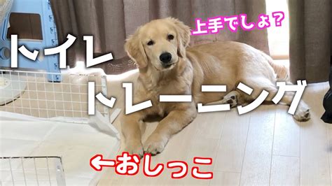 ゴールデン レトリバーのトイレトレーニング: 子犬を室内で快適にさせる完璧なガイド