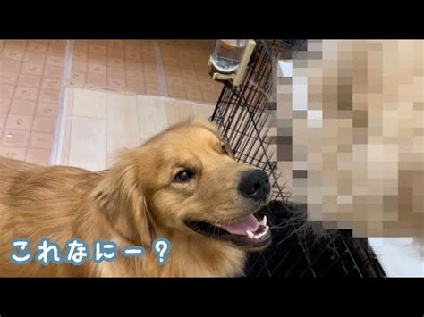 ゴールデン レトリバーの換毛期：愛犬を快適に過ごすための完全ガイド