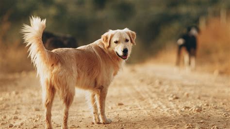 ゴールデン レトリバー保護団体で愛犬の幸せを守る