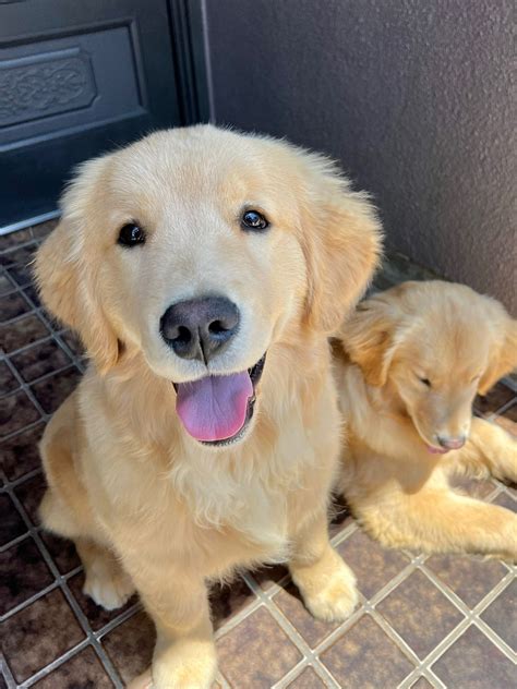 ゴールデン レトリバー ブリーダー犬舎選びと迎え入れのすべて