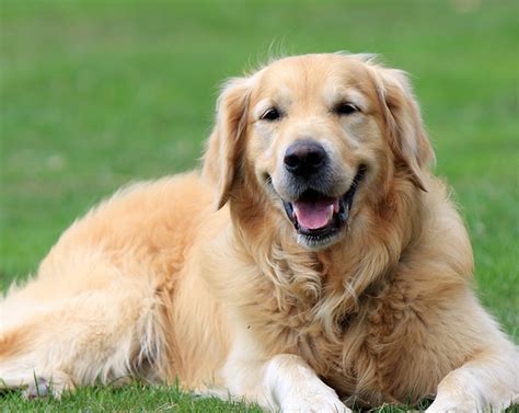 ゴールデン レトリバー 寿命：愛犬との絆を長続きさせるためのガイド