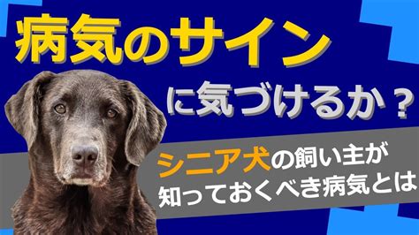 サイエンティフィック・ダイエットで愛犬の健康をサポート！シニア期を迎えたワンちゃんのための栄養管理