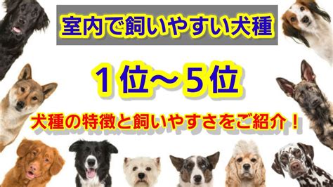 サイズが小さく、室内で飼いやすい: