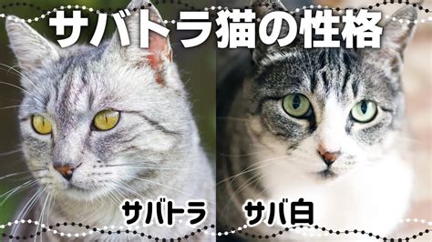 サバトラとキジトラの違い、どれくらい知ってる？