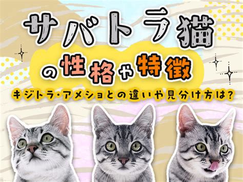 サバトラ猫の性格：愛情深く、遊び好きで、独立心旺盛な猫