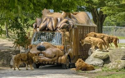 サファリゾーン：野生動物との至近距離体験