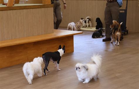 サファリパークで犬とのふれあいを楽しむポイント