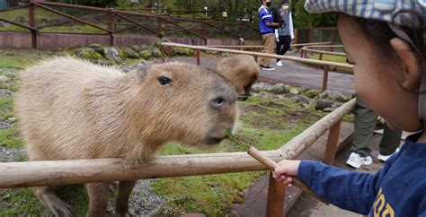 サファリパークで犬を連れて楽しめる！犬とのお出かけを満喫しよう