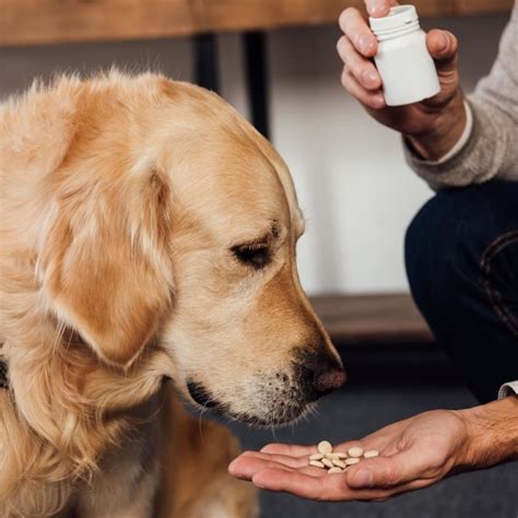 サプリメントで愛犬の健康をサポートする完全ガイド