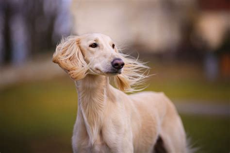 サルーキ犬の選び方とブリーダー選びのポイント