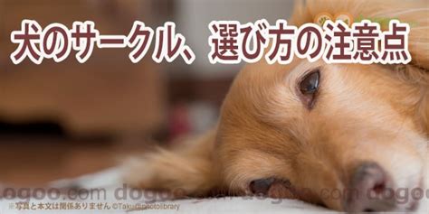 サークル犬の選び方と注意点