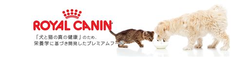 サーモンと猫の健康的な関係を築く