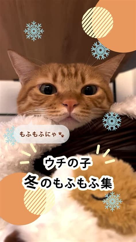 サーモンの猫たち: 健康、喜び、そして絆