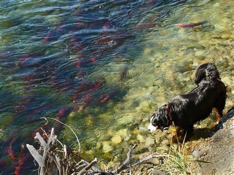 サーモン大好きワンちゃんのために！愛犬にサーモンを与える際の注意点とメリット