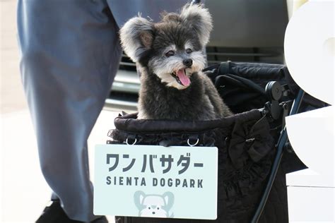 サーモン犬：愛犬家必見の健康上の利点と栄養