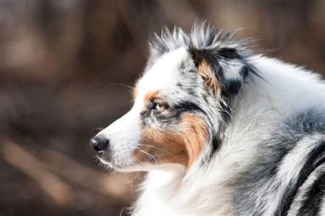 シェパード: 知性と従順さを兼ね備えた名犬