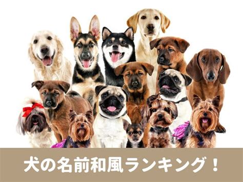 シェパードの人気名前ランキングで愛犬にぴったりの名前を見つけよう！