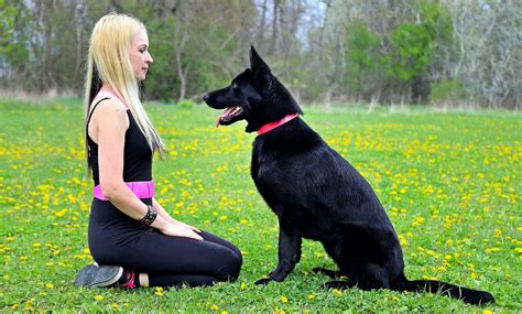 シェパード：賢さと万能の番犬