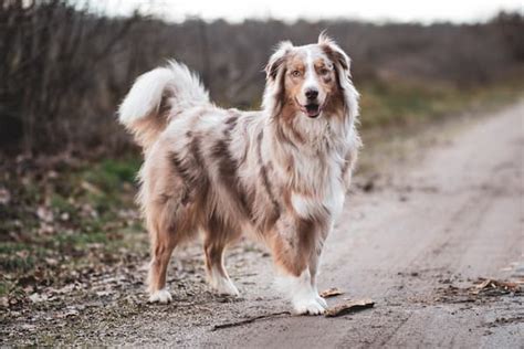 シェパード：類稀なる知能を誇る牧羊犬