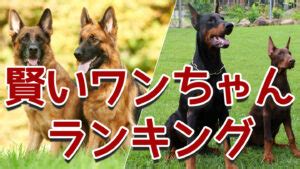 シェパード 賢い: 犬種別知能ランキング1位の実力