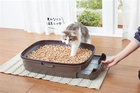 システムトイレ 子猫向けの導入と使用ガイド