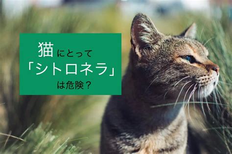 シトロネラが猫に及ぼす影響：包括的なガイド