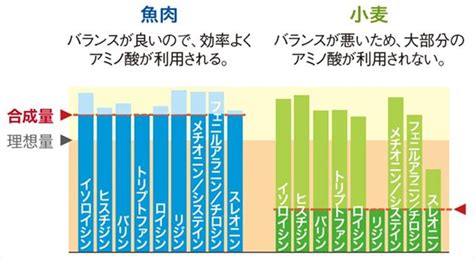 シニアのタンパク質、大切です！