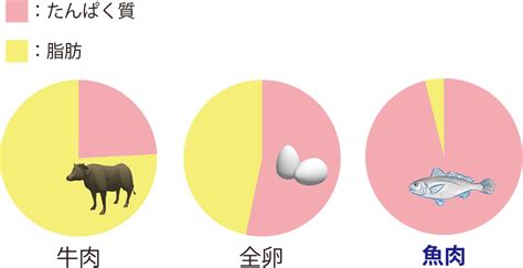 シニアのタンパク質摂取がなぜ重要なのか