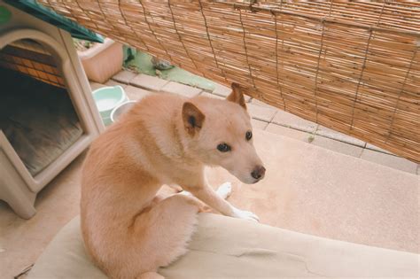 シニア犬