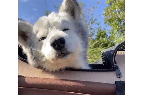 シニア犬〜最愛の家族との穏やかな日々を過ごすために