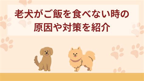 シニア犬がご飯を食べない原因