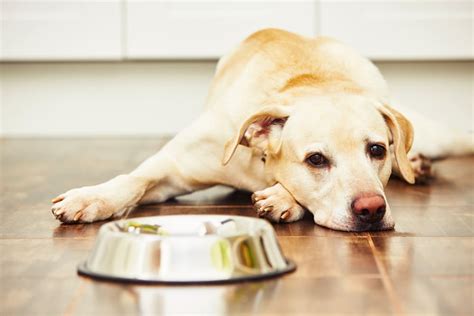 シニア犬がご飯を食べなくなる原因と対策