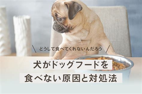 シニア犬がフードを食べないときの対処法と対策