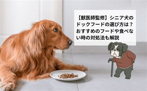 シニア犬がフードを食べない時の対処法