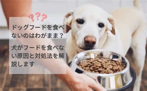 シニア犬がフードを食べなくなった時の対処法