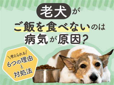 シニア犬がフードを食べなくなる原因