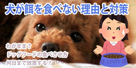 シニア犬がフードを食べなくなる理由