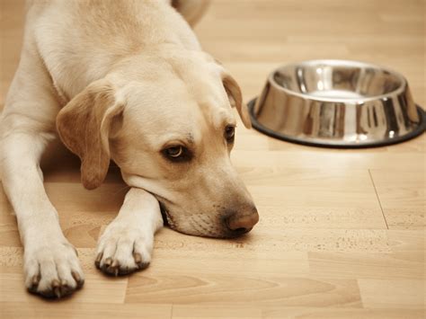 シニア犬がフードを食べなくなる理由と対処法