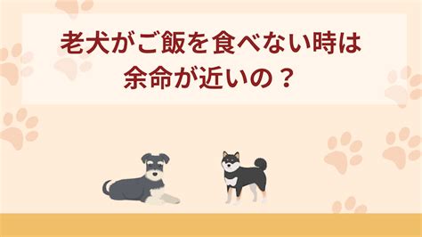 シニア犬が食べないときの対処法