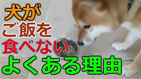 シニア犬が食べないときの対策と改善方法